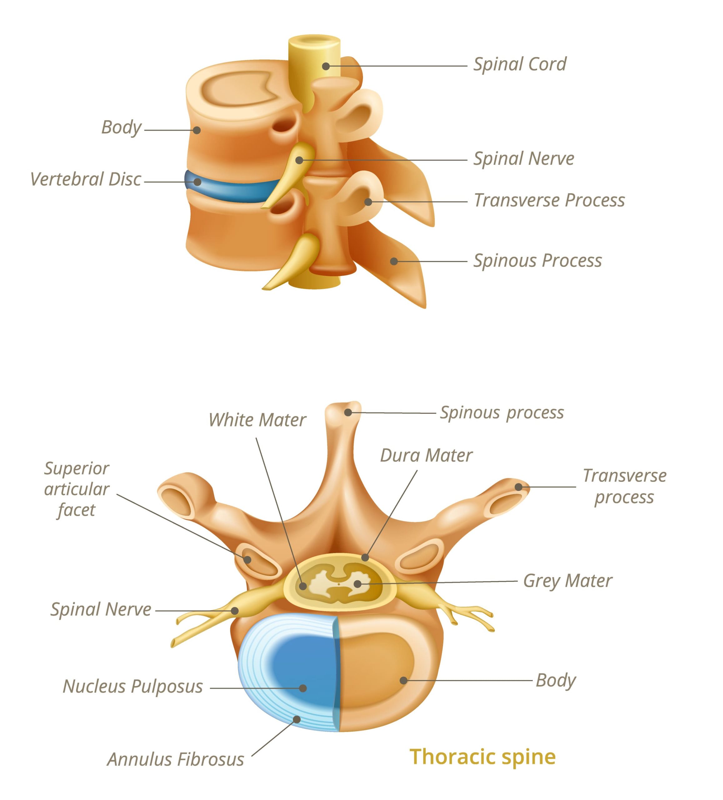 Anatomía de vértebras y raíces nerviosas